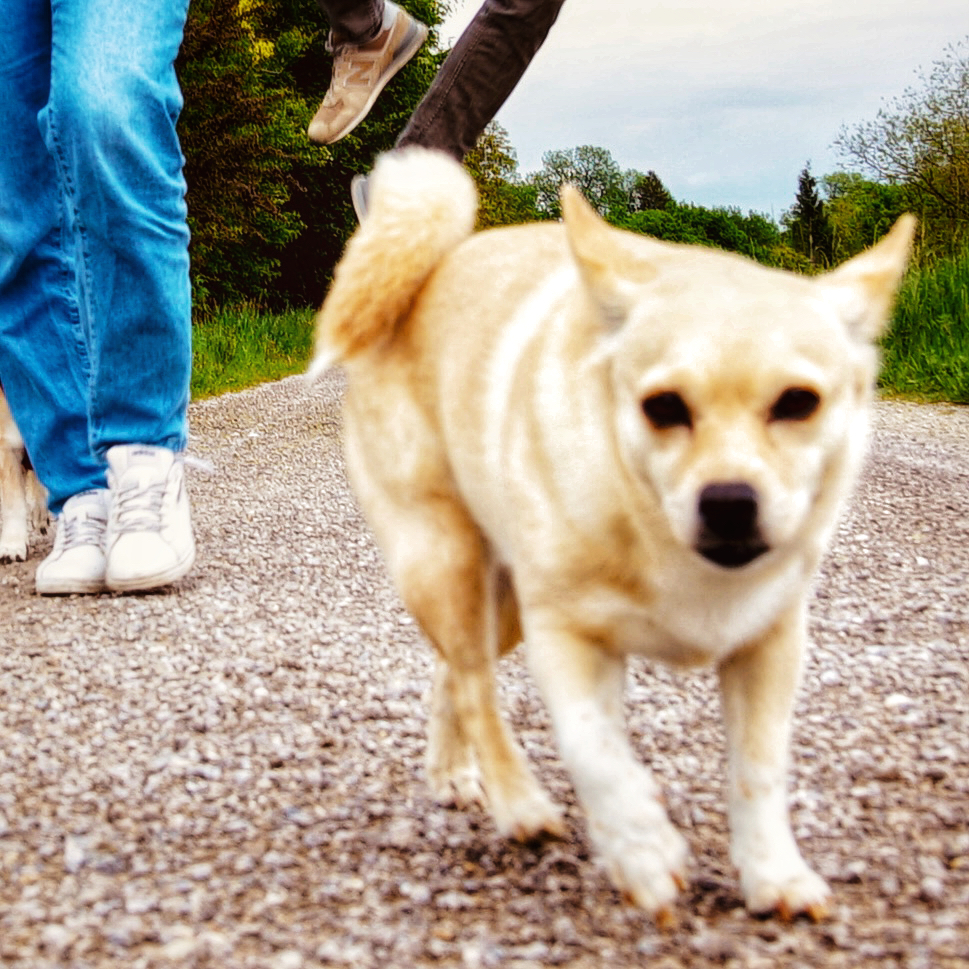 Ein Hund schaut direkt in die Kamera, bayerischer Roman, die drei Pünktchen, Marc-Andree Bartelt
