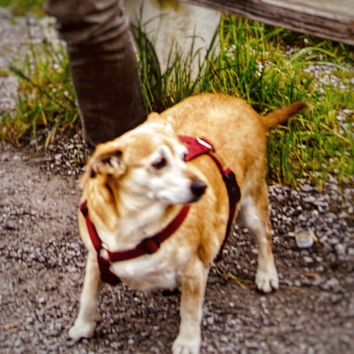 Ein pummeliger Hund schaut in die Ferne, bayerischer Roman, die drei Pünktchen, Marc-Andree Bartelt